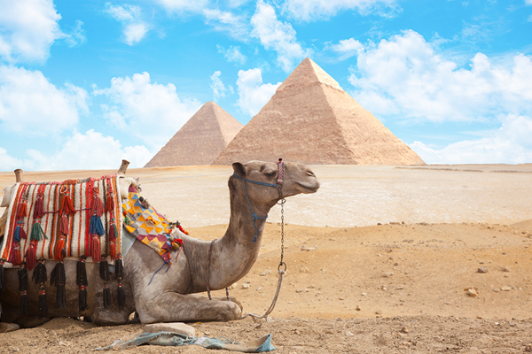 Tours por el desierto de Egipto en camello